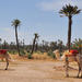 Palmeraie Sunset Camel Ride Experience from Marrakech
