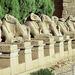 Private 7-Night Tour of Cairo, Giza and Luxor including Nile Cruise and Domestic Flights from Cairo