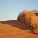 4x4 Desert Safari with BBQ Dinner