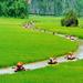 Full-Day Eco and Bike Tour to Hoa Lu and Tam Coc from Hanoi
