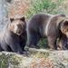 Bearwatching Day Tour in High Tatras from Poprad