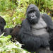 5 Day Cozy Encounter with Volcano Silverback Mountain Gorillas and Avifaunal Rambling in the Rugezi Marsh of Rwanda