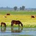 Donana National Park:  4x4 Guided Day Tour from Seville