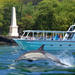 COMBO: Kealakekua Bay and Wild Dolphin Snorkel with Lunch