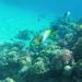 Snorkeling Trip to Tiran island by boat from Sharm El Sheikh