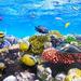 9-Hour Snorkeling and Meditation Tour Hurghada