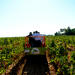 Penedès Winery Tour from Barcelona