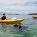 Seal and Penguin Islands or Point Peron Sea Kayak Tour from Perth