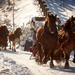 Horse Sleigh Ride in Polish Countryside