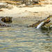 Crocodile Adventure Boat Tour in Cancun