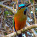 Private Tour: Bird Watching from Cancun