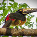Private Tour: Bird Watching from the Riviera Maya