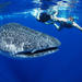 Private Tour: Whale Shark Adventure from Cancun and Riviera Maya