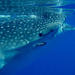 Whale Shark Tour from Cancun and Riviera Maya