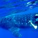 Whale Shark Tour from Cancun and Riviera Maya 