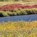 Yellowstone Lower Loop Self Guided Driving Tour from Jackson Hole