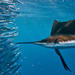 Swim with Sailfish Tour in Isla Mujeres