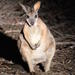 Small-Group Kangaroo Island 4WD Night Tour