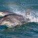 Dingle and Fungie Dolphin Boat Tour from Killarney 