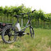 E-bike Tour: Amarone Tasting at Zanoni winery