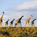 Big 5 Safari Day Tour from Cape Town