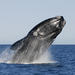 Full-Day Whale Watching in Hermanus from Cape Town