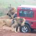 Mini Safari Tour from Durban 