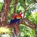 Private Tour: Carara National Park Bird Watching Tour