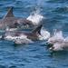 Jervis Bay Dolphin Eco Cruise