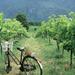 2-Day Tour Cycling Khao Yai Wine Trails from Bangkok