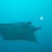 Nusa Penida and Manta Point Day Dive in Bali: Close Encounter With Manta Ray - For Certified Divers Only