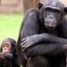Full-Day Chimp Eden and Botanical Gardens tour from Hazyview