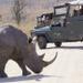 Full-Day Kruger Park Open Vehicle Safari from Hazyview