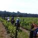 Wine Tour - Horse Riding Tour in the Vineyards