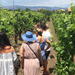 Mt Etna Wineries Tour from Taormina