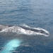 St Lucia Whale and Dolphin Watching Cruise