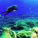 Scuba Diving for Beginners in Alanya