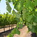 Margaret River Wine and Sights Discovery Tour from Busselton or Dunsborough