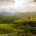 3-Day Private Tour of Tea Valley and Munnar Hill Station from Kochi