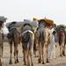 6-Day Private Royal Rajasthan Tour from New Delhi with Desert Camel Safari 