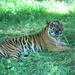 Bannerghatta National Park Private Day Tour with Butterfly Park and Safari from Bangalore