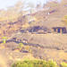 Half-Day Private Trip to Sanjay Gandhi National Park from Mumbai Including the Kanheri Caves