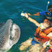 Whale Shark Swim Adventure in Cancun