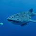 Whale Shark Swim Adventure in Cancun Small-Group Tour
