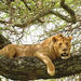  3-Day Safari Tour to Tarangire National Park, Lake Manyara National Park and Ngorongoro Crater from Arusha