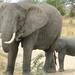 Tarangire National Park: Guided Day Tour from Arusha