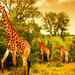5 Days Safari In Tarangire, Lake Manyara, Ngorongoro and Serengeti NP From Arusha Town 