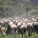 Tanzania 5 Days Private Safari - Wildebeest Migration from Arusha