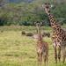 Full- Day Arusha National Park Safari from Arusha