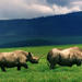 Full-Day Day Trip to Ngorongoro Crater From Arusha Town